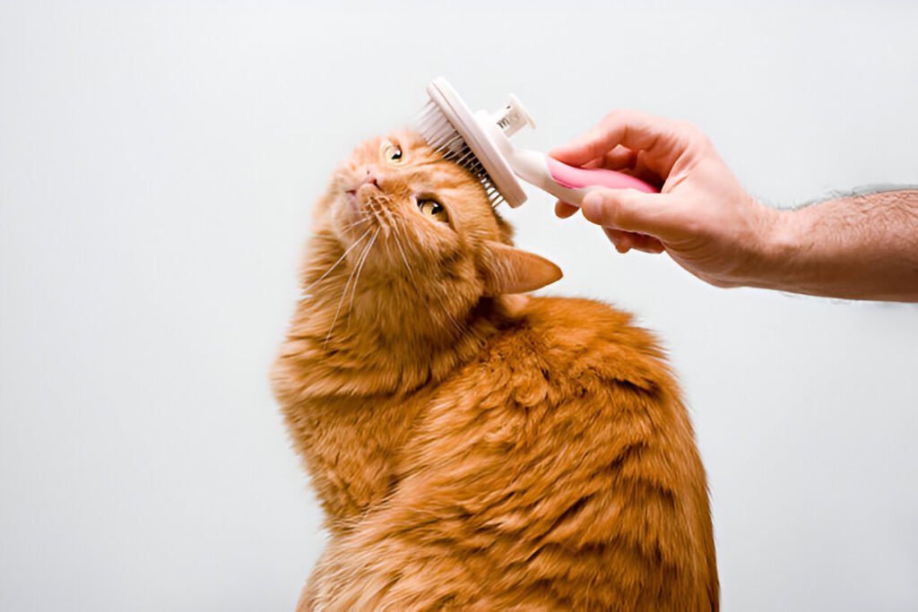 Cleaning And Organizing Tips for Pet Owners: Keep Your Home Spotless